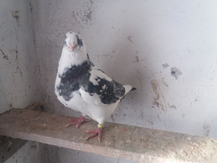  - Masc AGH matcă 2019