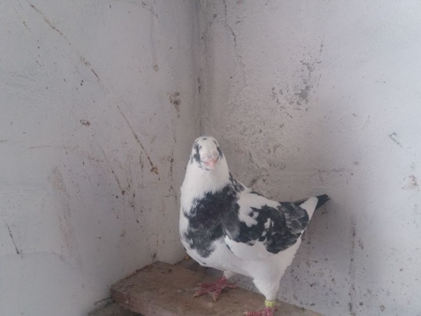  - Masc AGH matcă 2019