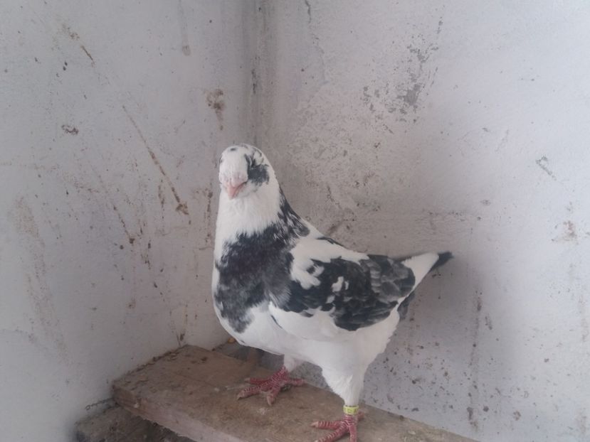  - Masc AGH matcă 2019