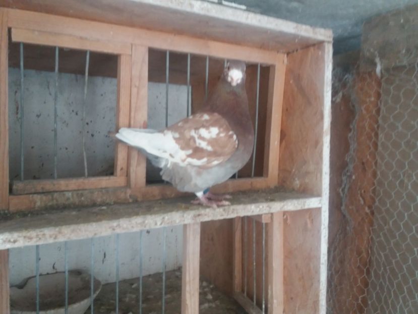  - Masc AGH matcă 2019