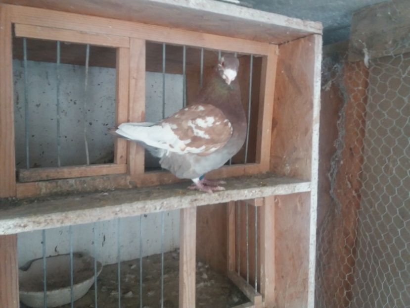  - Masc AGH matcă 2019