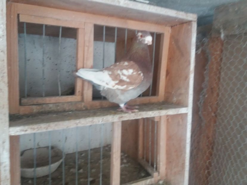  - Masc AGH matcă 2019