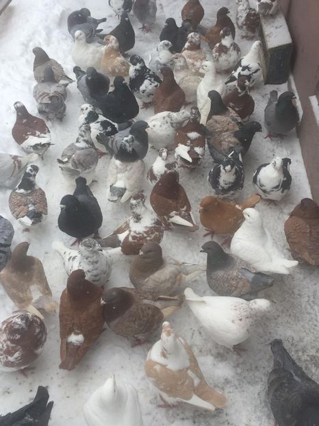 49212938_339324363331760_1749450959752265728_n (1) - LA GRAMADA 2019