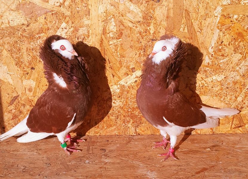 Pereche 2 - M-Porumbei Capucini