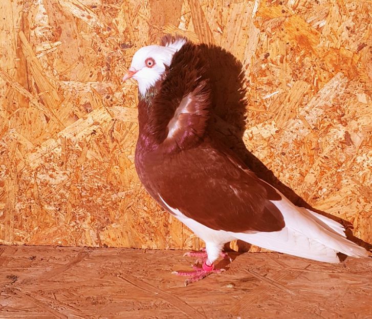 F-2016 - M-Porumbei Capucini