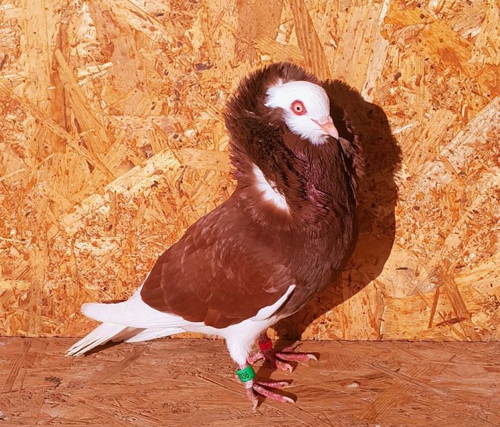 M-2016 - M-Porumbei Capucini