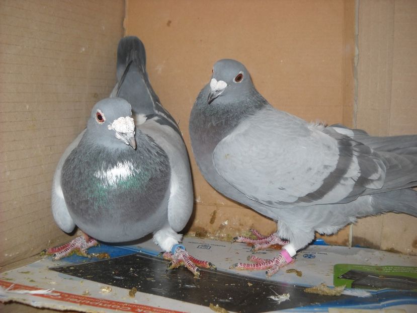  - UNDEVA IN SUCEAVA arhiva