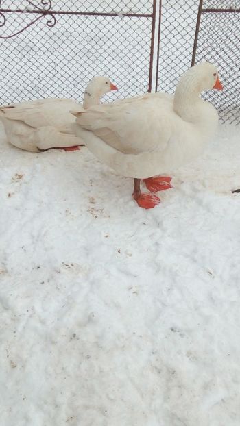 Tatăl și fica - pt Titi Horvath