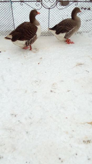 stânga - Fica, dreapta Mama. - pt Titi Horvath