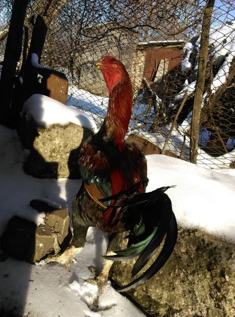  - Combatant malaez 2018-2019