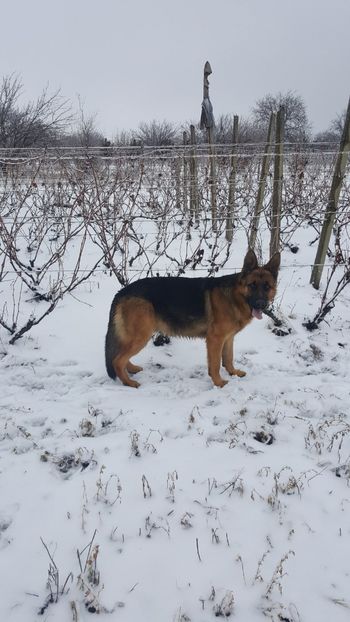 Max - Ciobanesc German