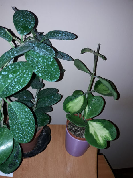  - Hoya kerrii inner variegated