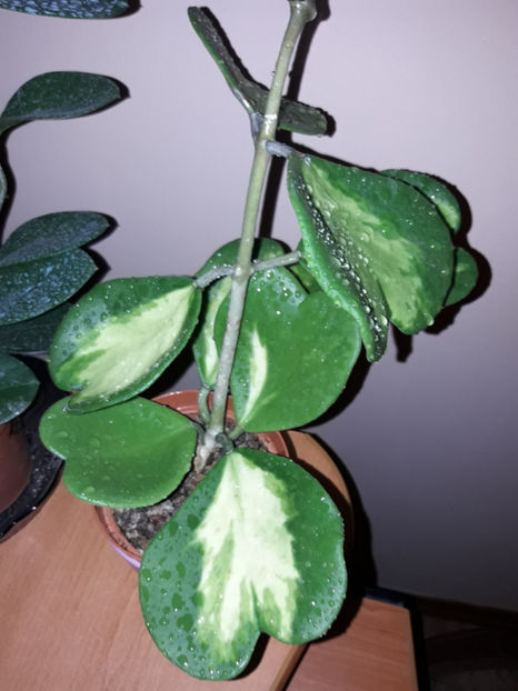  - Hoya kerrii inner variegated