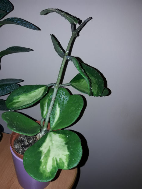  - Hoya kerrii inner variegated