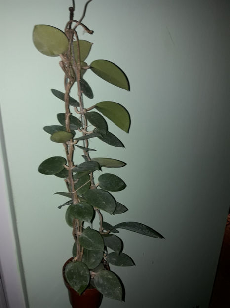  - Hoya acuta RB mini SP199