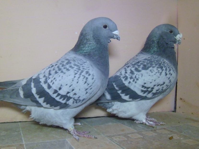 P1130982 - PENTRU 2019