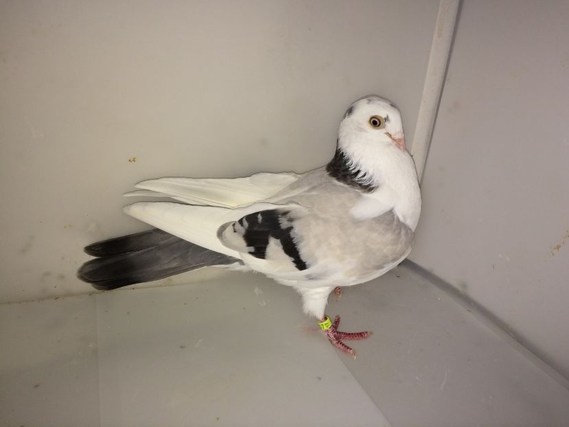 8634  femelă  2017 - 00001 porumbei dragi mie arhivă