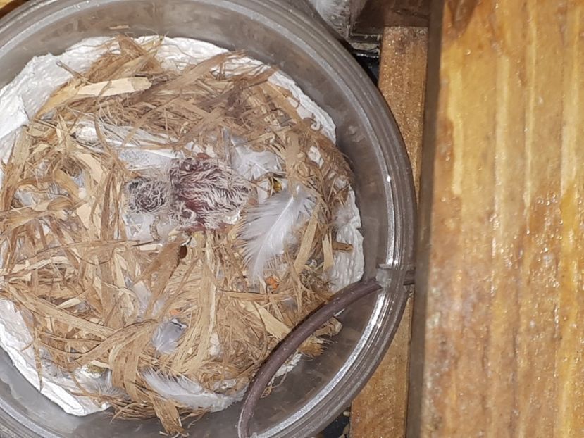 Pui de o zi - Turturele diamant