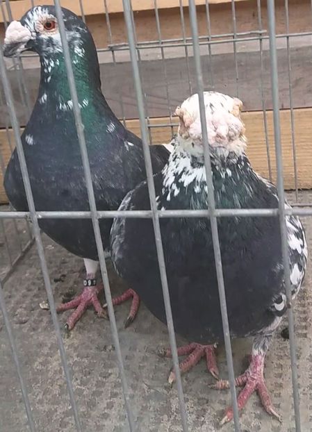 20181231_114639_Moment(10) - Matca 2018 voiajori tip vechi