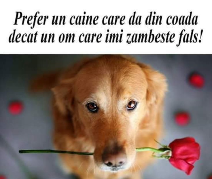  - Poze cu citate