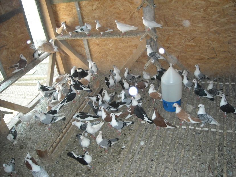  - DE PRIN PORUMBARIE