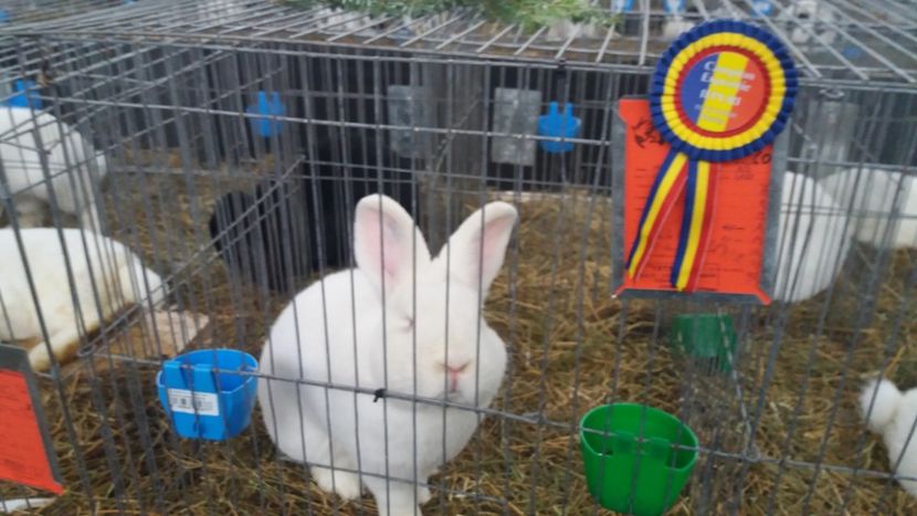 Cam expo 97 pct Zadic Emil - Expo Bistrita dec 2018