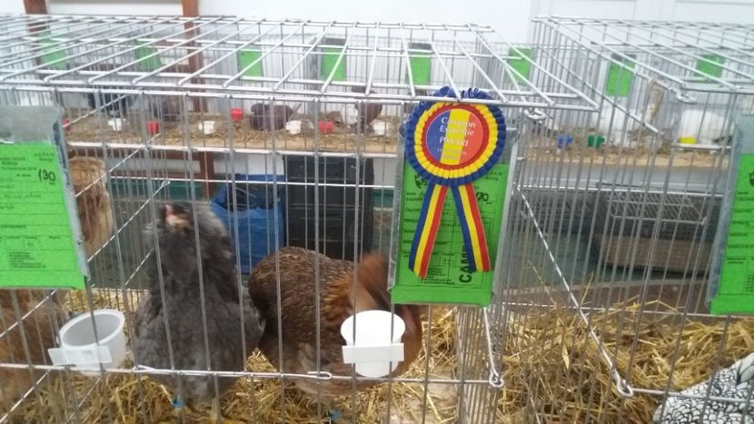 Cam expo pasari 95.5 Fulop R. - Expo Bistrita dec 2018