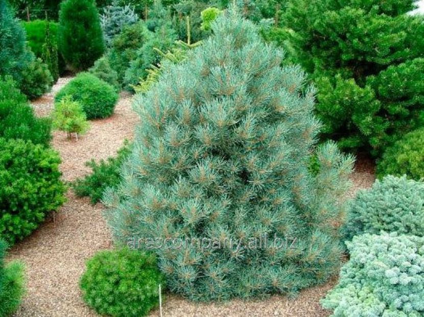 pinus minophylla Tioga Pass - CONIFERE RARITATI -pe comanda