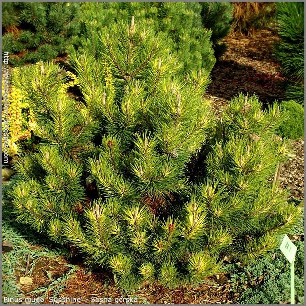 pinus-mugo-sunshine - CONIFERE RARITATI -pe comanda