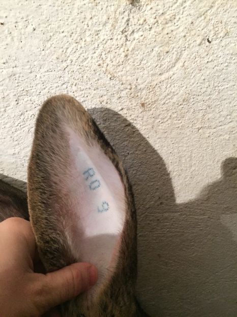 B04E33ED-5005-49F1-97CD-518EB50C515E - A DE VANZARE