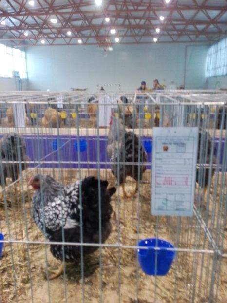  - Expoziție Moșnița Nouă Timiș