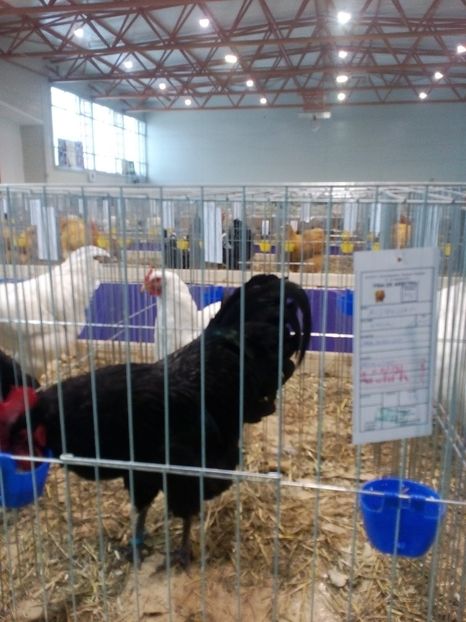  - Expoziție Moșnița Nouă Timiș