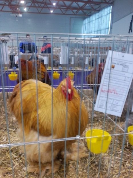  - Expoziție Moșnița Nouă Timiș