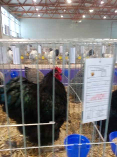  - Expoziție Moșnița Nouă Timiș