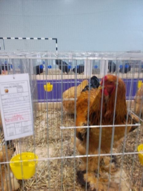  - Expoziție Moșnița Nouă Timiș