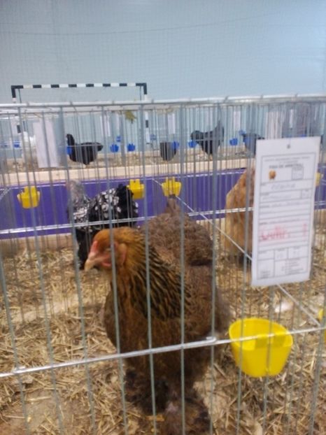  - Expoziție Moșnița Nouă Timiș