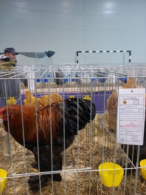  - Expoziție Moșnița Nouă Timiș