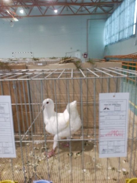  - Expoziție Moșnița Nouă Timiș