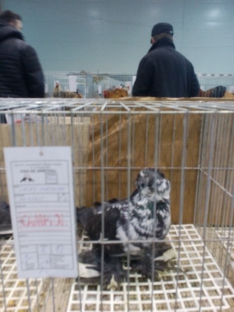  - Expoziție Moșnița Nouă Timiș