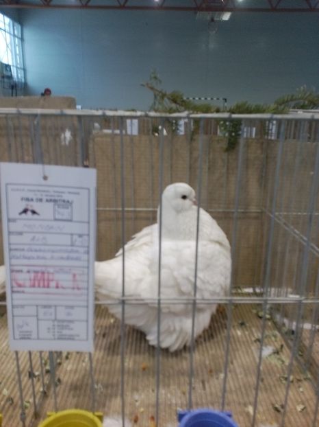  - Expoziție Moșnița Nouă Timiș