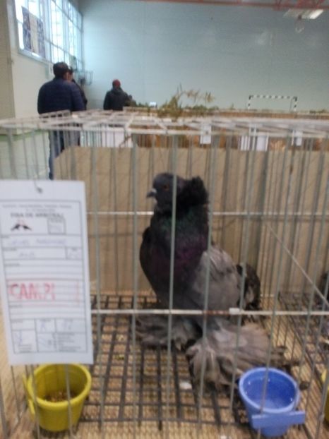  - Expoziție Moșnița Nouă Timiș