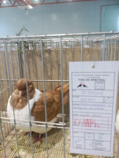  - Expoziție Moșnița Nouă Timiș