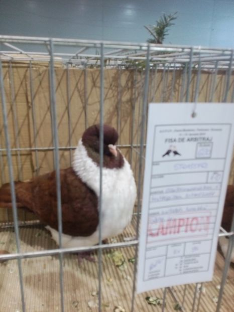  - Expoziție Moșnița Nouă Timiș