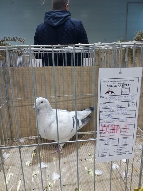  - Expoziție Moșnița Nouă Timiș