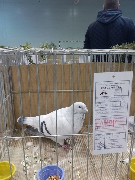  - Expoziție Moșnița Nouă Timiș