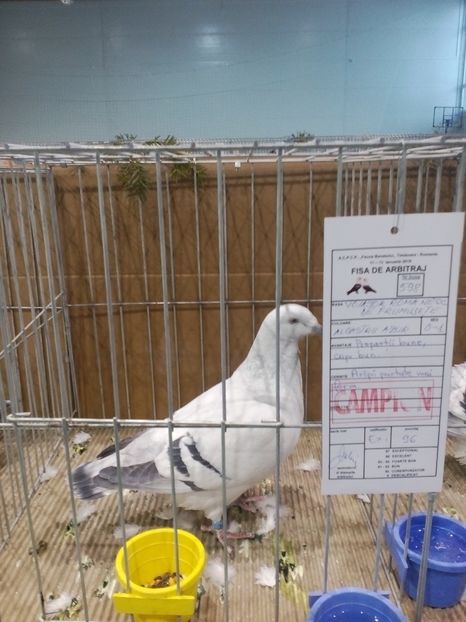  - Expoziție Moșnița Nouă Timiș