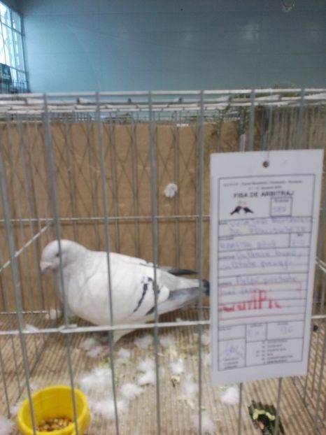  - Expoziție Moșnița Nouă Timiș