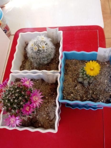  - Cactusi