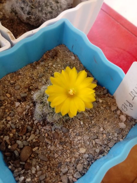  - Cactusi