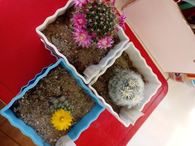  - Cactusi